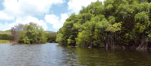 Marie Galante