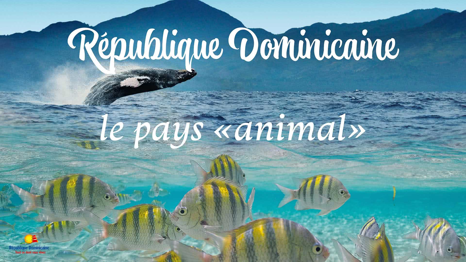 République Dominicaine, le pays animal