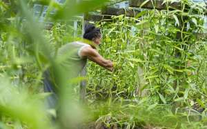 Plantation