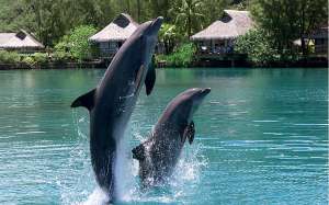 dolphin center polynesie