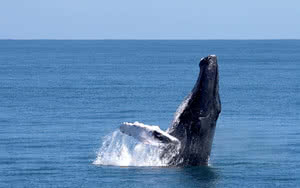 Observation de Baleine à bosse à Samana