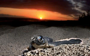 Naissance de bébé tortue sur les plages de la Réunion