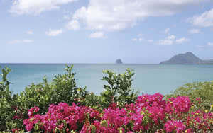 fleur vue mer caraibes