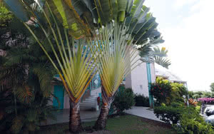 jardin guadeloupe caraibes
