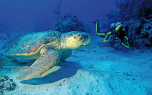 plongee tortue anse chastanet