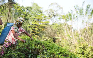 Kandy et la région du thé