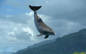 script rencontre dolphin