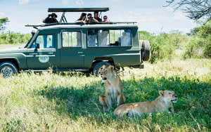 lion safari saadani 3 nuit