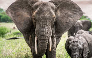 SAFARI SELOUS 3 NUITS