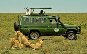 lion safari saadani 1 nuit