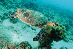 tortue de mer seychelles