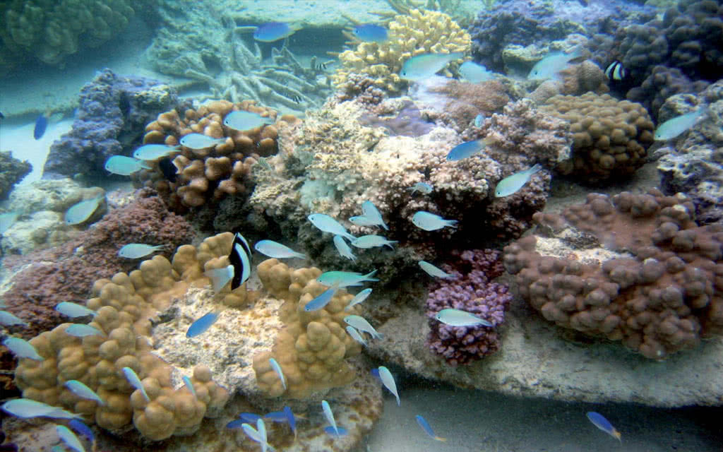 Package Manava - Excursions Tahiti, Moorea, Bora Bora