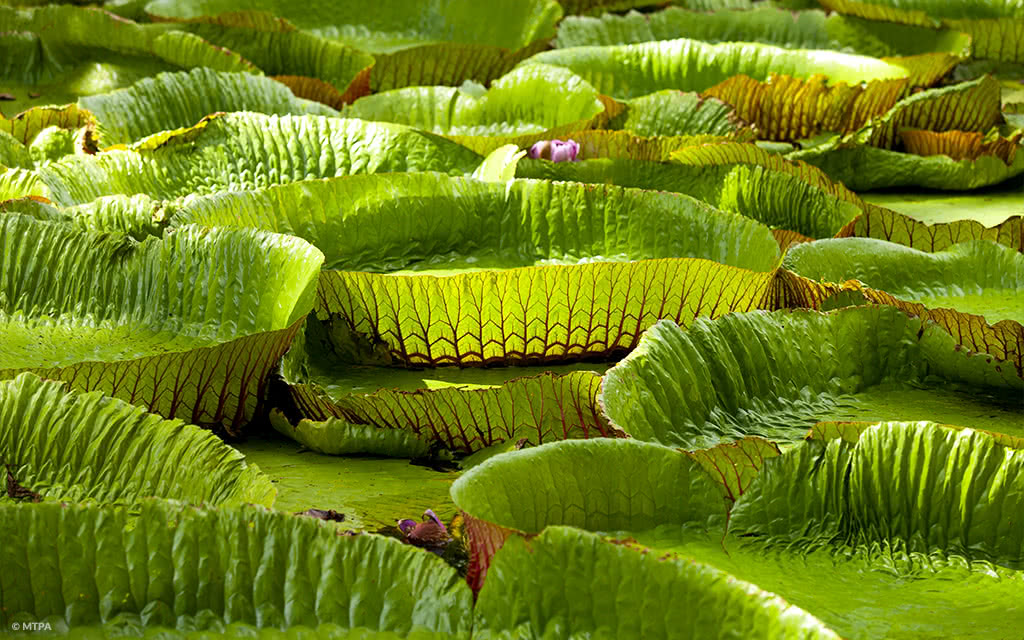 Excursion Kreola's Punch - Journée