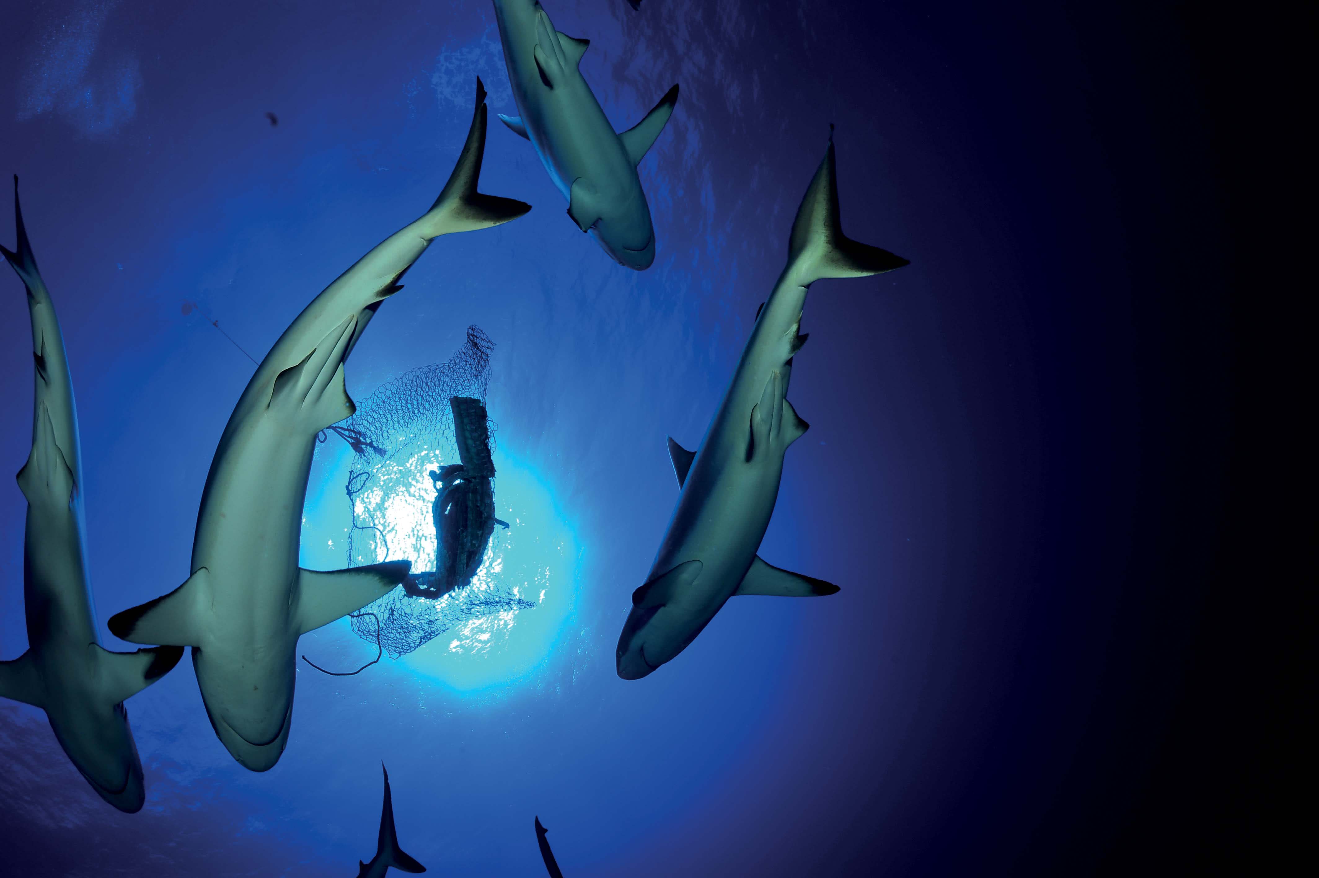 Bora : Observation Requins + Lagoonarium