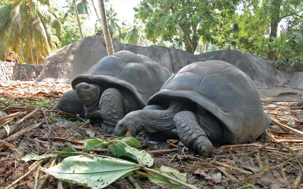 Guesthouses Combiné Seychelles 3 îles : Mahé - La Digue - Praslin en 14 nuits — visuel 25
