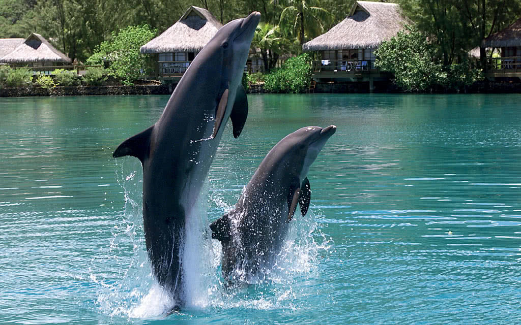 Moorea Dolphin Experience