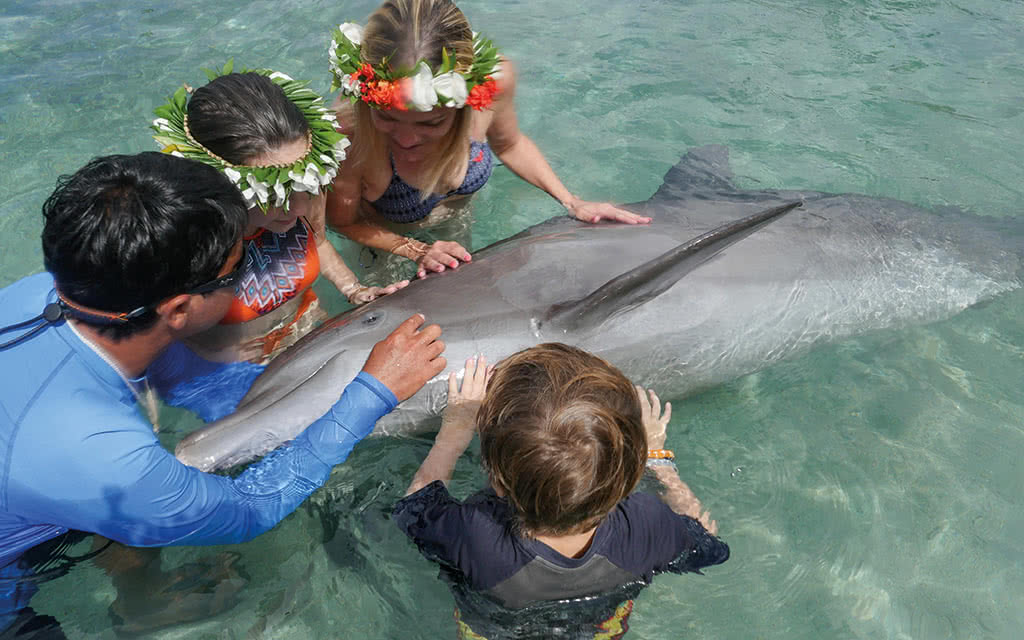 Moorea - Dolphin Experience : Programme Reva
