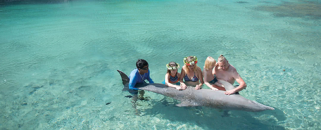 rencontre avec les dauphins moorea