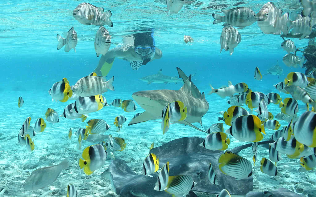 Bora Bora - Safari Requins et Raies en plongée libre