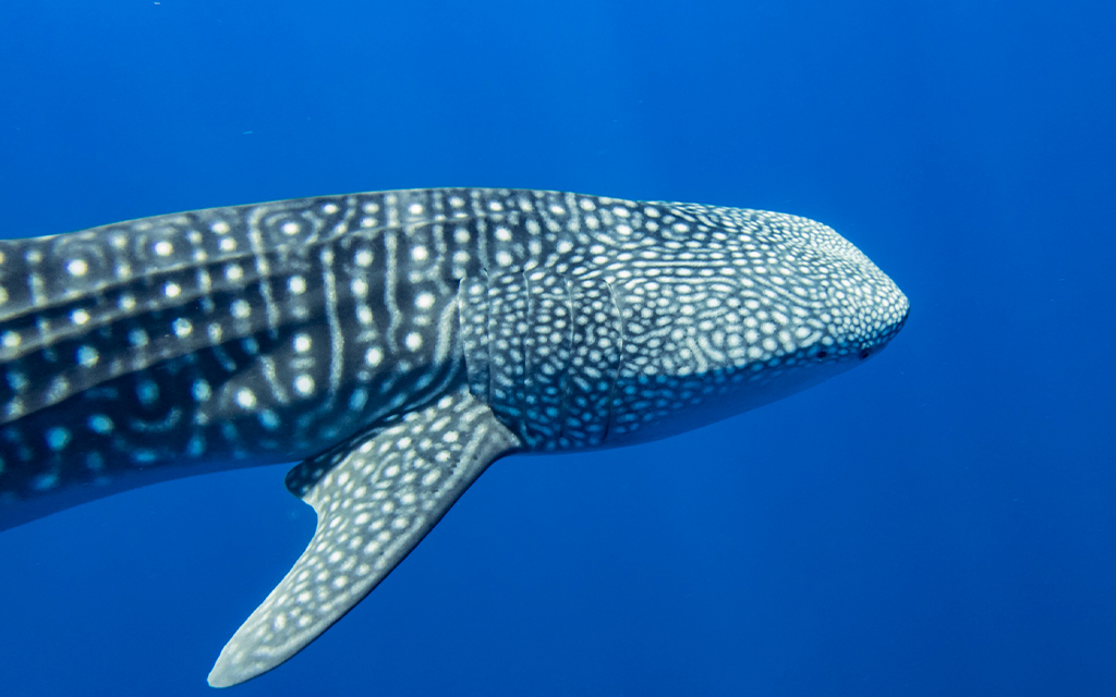 Drift Thelu Veliga Retreat ***** - image 1