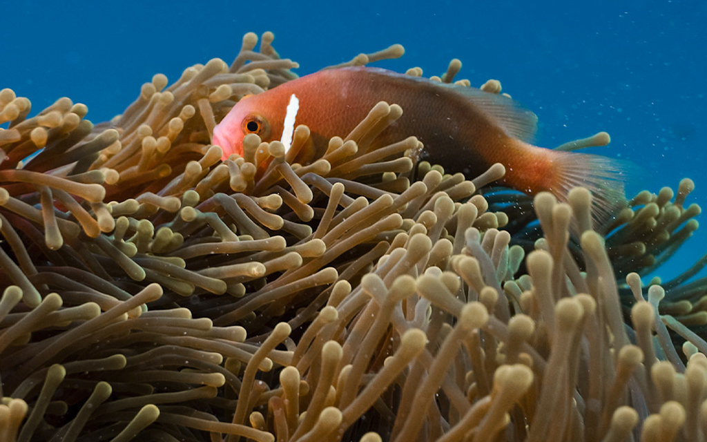 Drift Thelu Veliga Retreat ***** - image 2