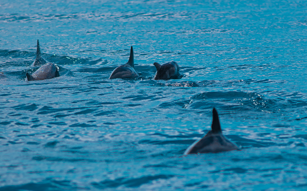 Drift Thelu Veliga Retreat ***** - image 3