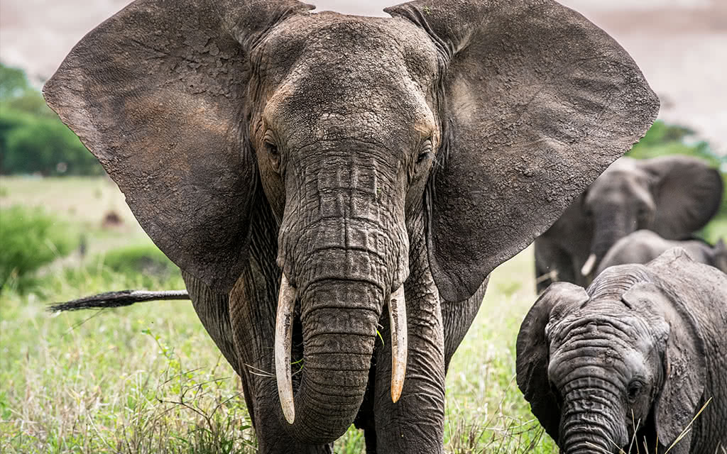 Safari Parcs du Nord 7 nuits - Cratères Lacs Savane + Karafuu Beach Resort & Spa Zanzibar 5 nuits - 2