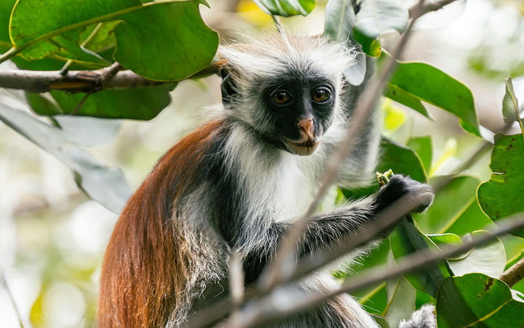 Excursion jozani forest singe