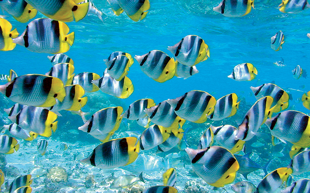 Combo Lagoon Tour et Manta Ray Snorkeling