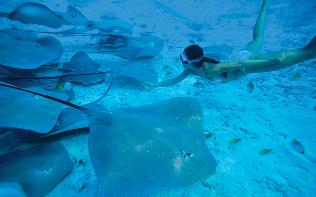 Journée Polynésienne avec Requins & Raies