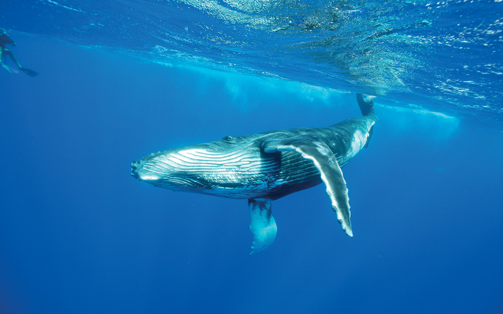 Rencontre avec les Baleines